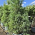 Pinus wallichiana - Foto 2