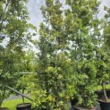 Quercus ilex - 1