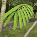 Albizia julibrissin - 6