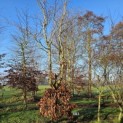 Fagus sylvatica - 8
