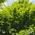 Carpinus betulus 'Frans Fontaine'   (Fastigiata) - Foto 3