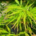 Acer palmatum 'Dissectum' - Afbeelding 2