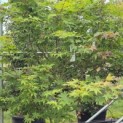Acer palmatum 'Osakazuki - Foto 8
