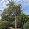 Quercus Suber - 6