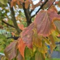Parrotia persica - Foto 2