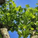 Platanus x Hispanica - 9