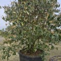 Viburnum 'Pragense' - 3