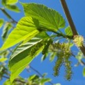 Morus alba 'Macrophylla' - moerbei blad en blad voorjaar