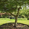 Acer palmatum 'Dissectum' - 7