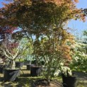 Acer palmatum Masu-kagami - 1