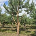 Pinus sylvestris - Foto 4