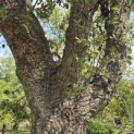Quercus Suber - 5