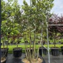 Quercus ilex - 1