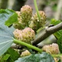 Morus alba Macrophylla - Foto 1