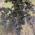 Fagus sylvatica 'Atropunicea' - 6