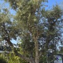 Quercus Suber - Foto 1