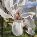 Magnolia loebneri 'Merrill' - 2