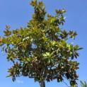 Magnolia grandiflora 'Galissonnière' - Foto 2