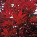 Acer palmatum 'Skeeter's Broom' - Foto 1