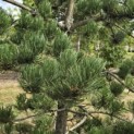 Pinus nigra Oregon Green - Foto 4