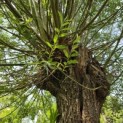 Salix Alba - juni 2026