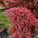 Acer palmatum 'Jerre Schwartz' - Foto 4