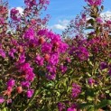 Lagerstroemia indica 'Benoit' - 3