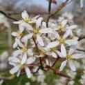 Amelanchier lamarckii - bloesem