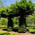 Carpinus betulus dakboom