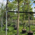 Davidia involucrata - Foto 2