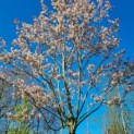Amelanchier arborea 'Robin Hill' - 3