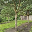 Pinus sylvestris - Foto 1
