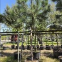 Pinus Pinaster - 5