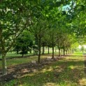 Platanus x hispanica - Afbeelding 1