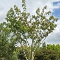 Albizia julibrissin - 1