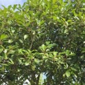 Photinia fraserii 'Red Robin' - 2