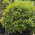 Osmanthus x Burkwoodii - Foto 4