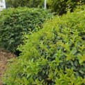 Osmanthus x Burkwoodii - Foto 5
