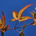 Acer palmatum 'Ueno Yama' - 2