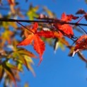 Acer palmatum 'Ueno Yama' - 1