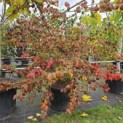 Parrotia persica - 1