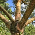 Pinus sylvestris - 1