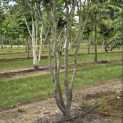 Parrotia persica 'Vanessa' - Foto 3