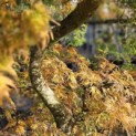 Acer palmatum 'Emerald Lace' - 6