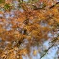 Acer palmatum 'Emerald Lace' - 7