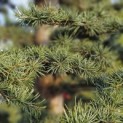 Cedrus libani - Foto 6