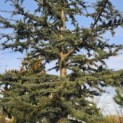 Cedrus libani - Foto 5