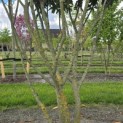 Prunus laur. Caucasica - 2