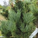 Pinus sylvestris 'Watereri' - Foto 2
