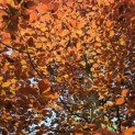 Fagus sylvatica 'Atropunicea' - impressie kleurnuances rode of bruine beuk